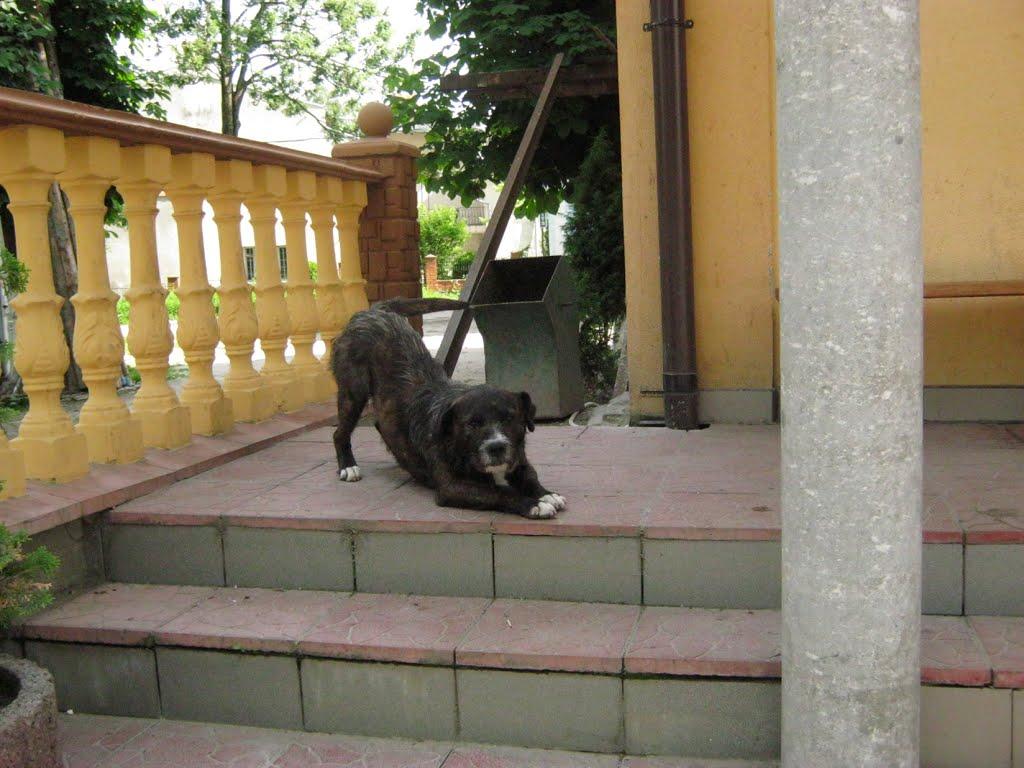 Добромиль з panoramio.com - Dobromyl
