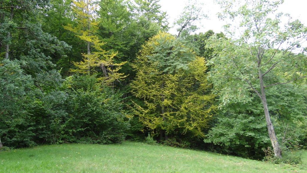 Великий Бичків з panoramio.com - Великий Бичків