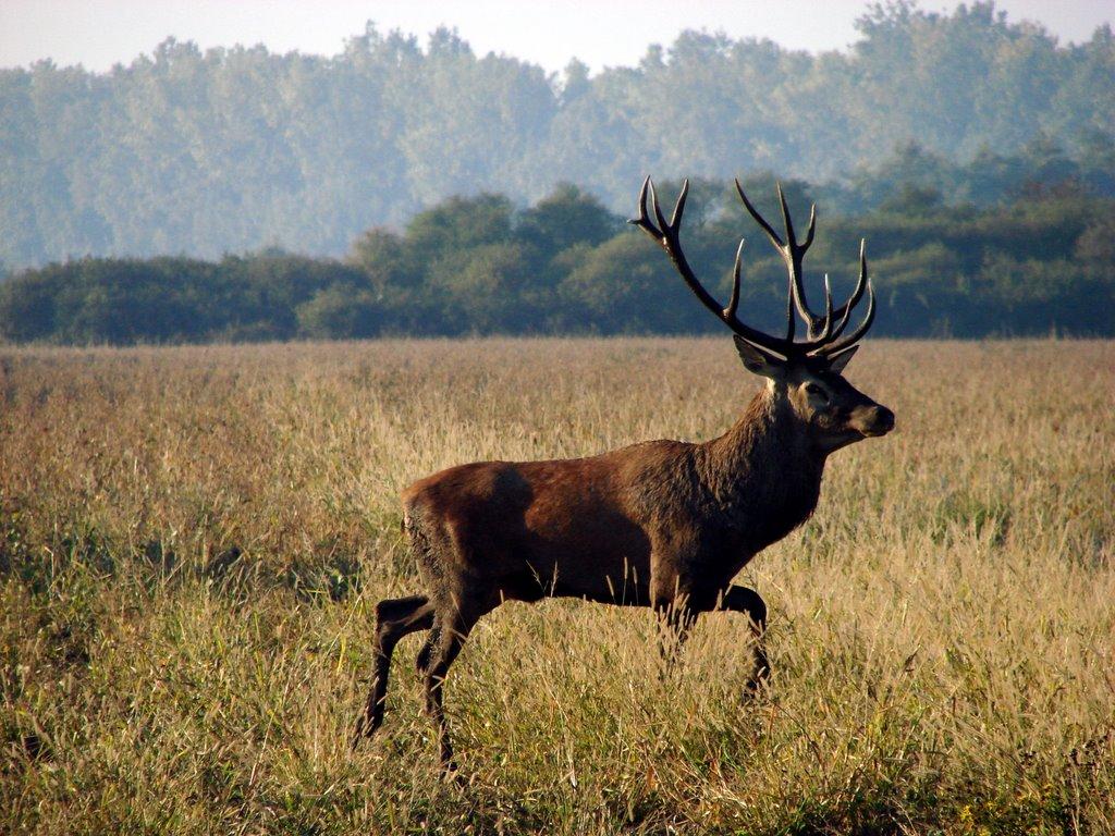 Косонь з panoramio.com - Косонь