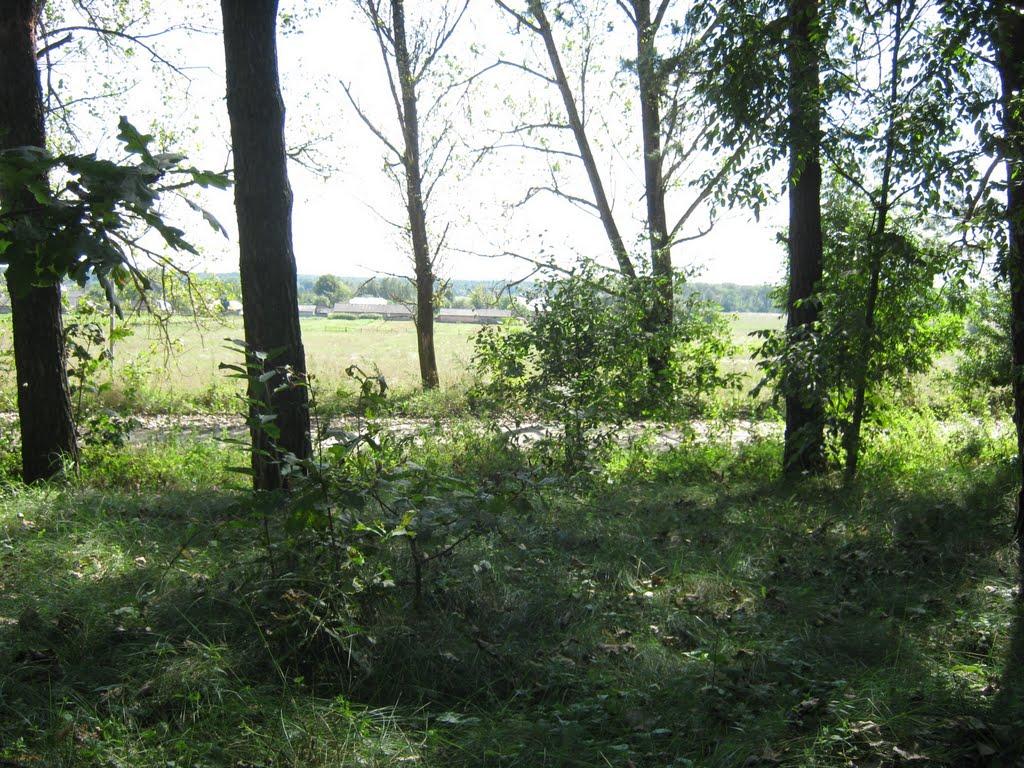 Радванці з panoramio.com - Радванцы