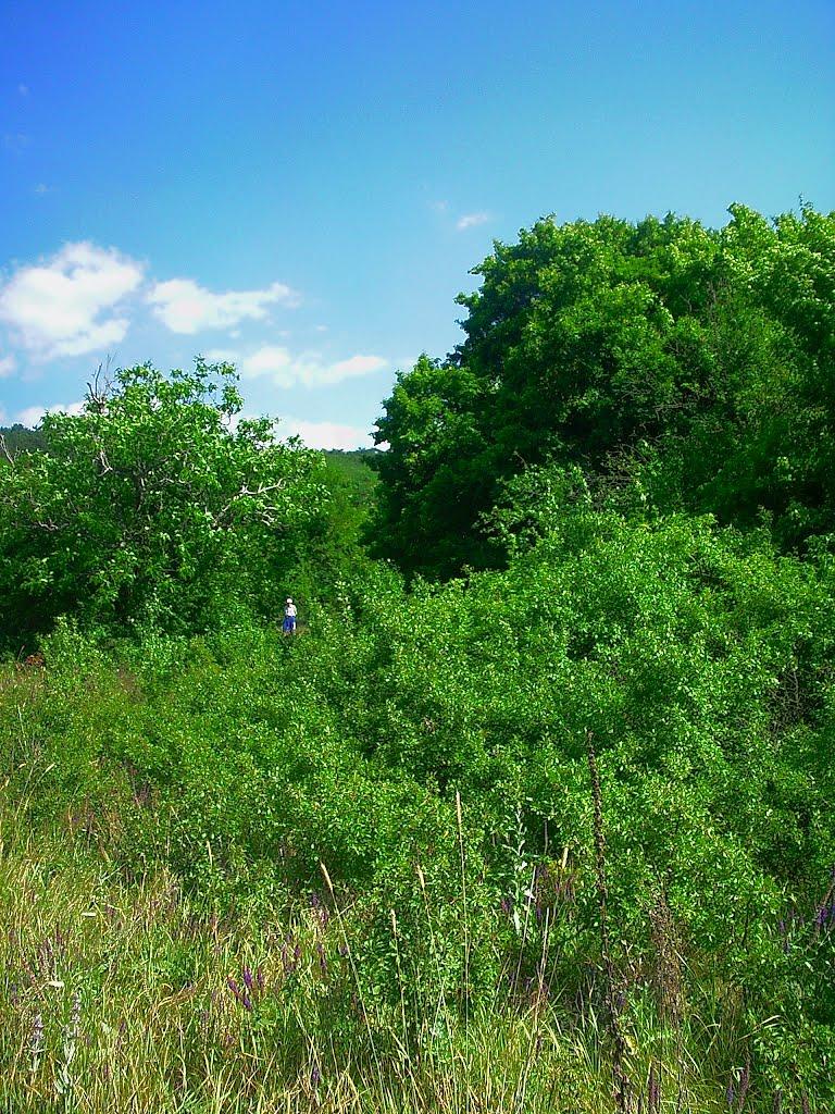 Багата Ущелина з panoramio.com - Bagata Uschelyna
