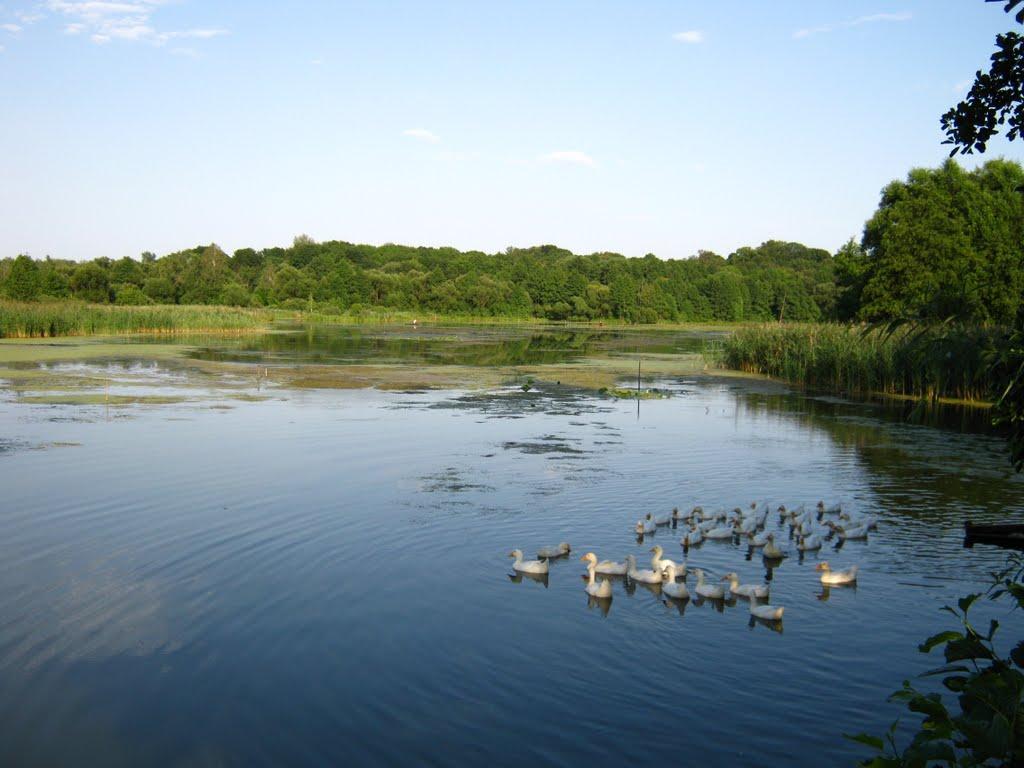 Дубовичі з panoramio.com - Дубовичи