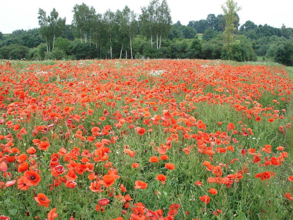 Кобилля з panoramio.com - Кобилля