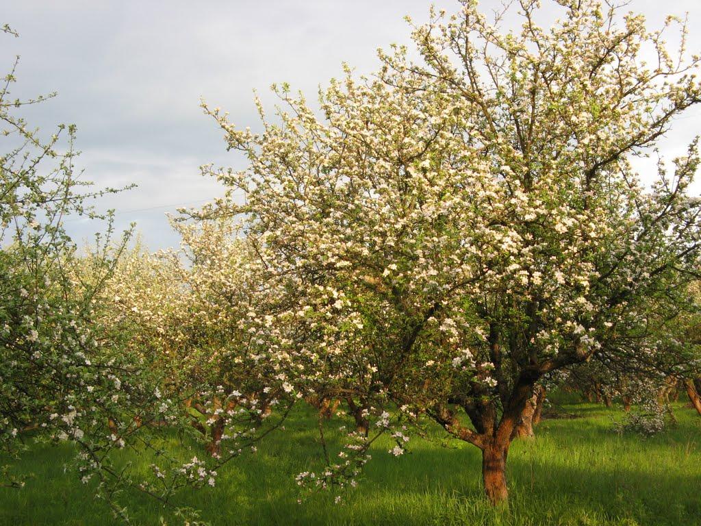 Шубранець з panoramio.com - Шубранець
