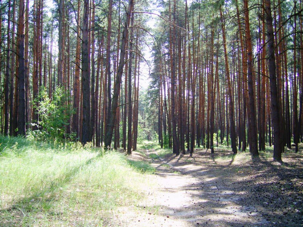 Бірки з panoramio.com - Борки