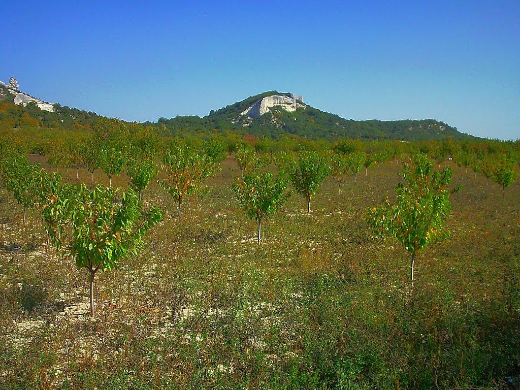 Красний Мак з panoramio.com - Красный Мак