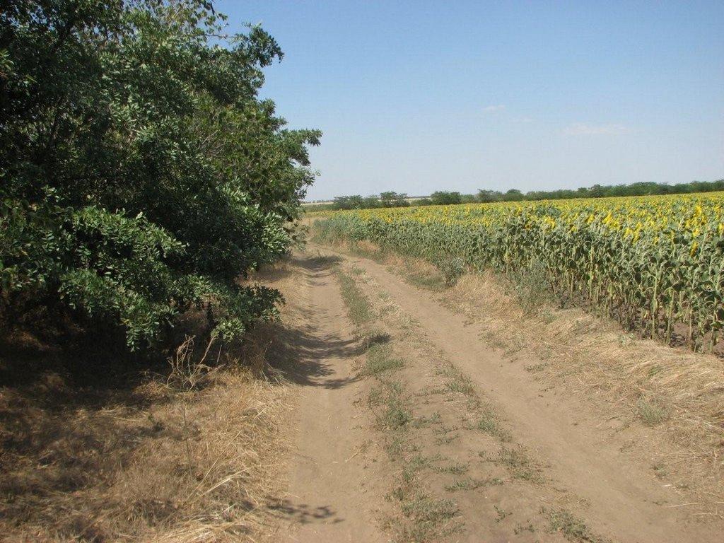 Августівка з panoramio.com - Августівка