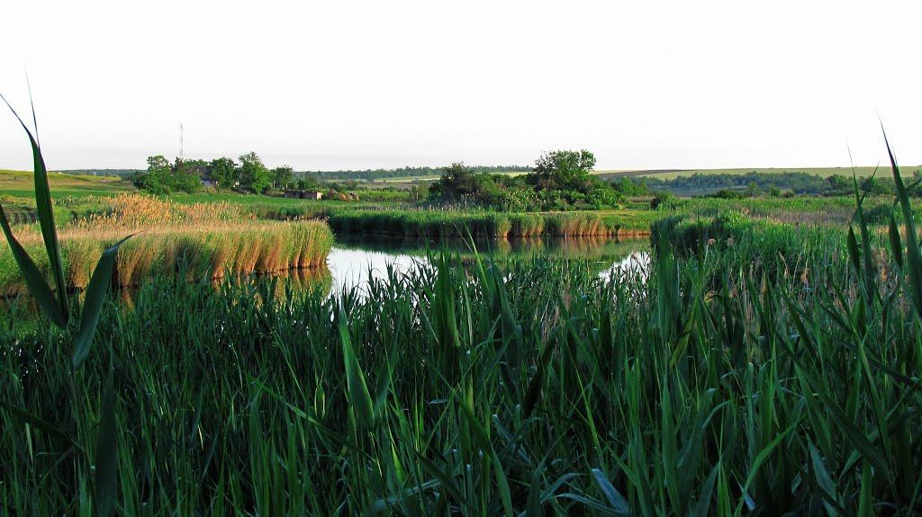 Бурячки з panoramio.com - Бурячки