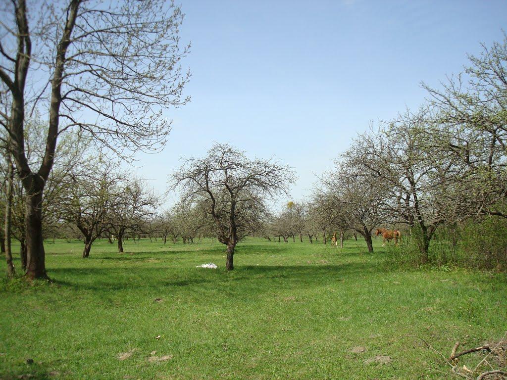 Дроздні з panoramio.com - Дроздни