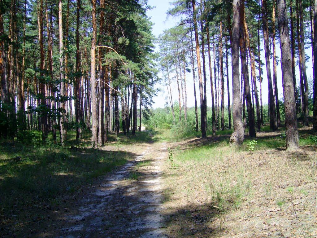 Бірки з panoramio.com - Борки