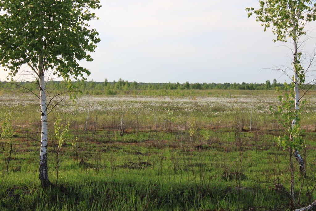 Залізня з panoramio.com - Залізня