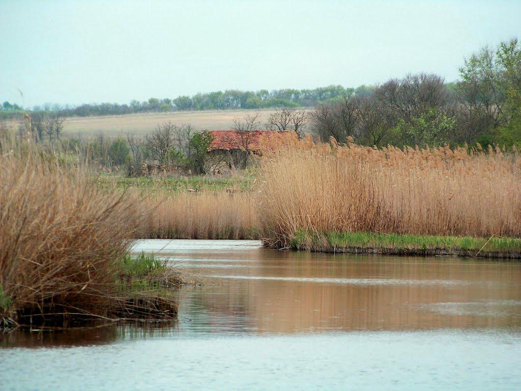 Бурячки з panoramio.com - Бурячки
