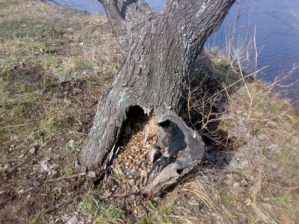 Недогарки з panoramio.com - Недогарки