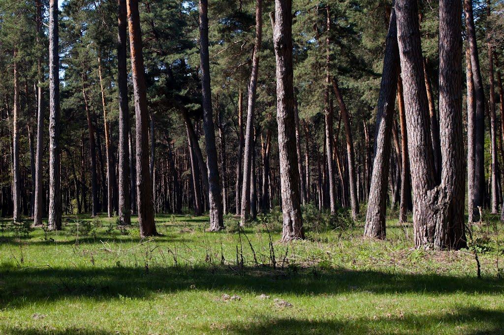 Козлин з panoramio.com - Козлин