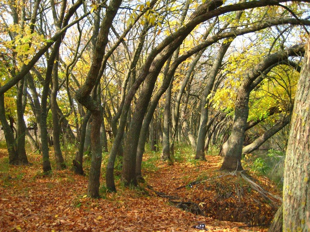 Ліски з panoramio.com - Лески