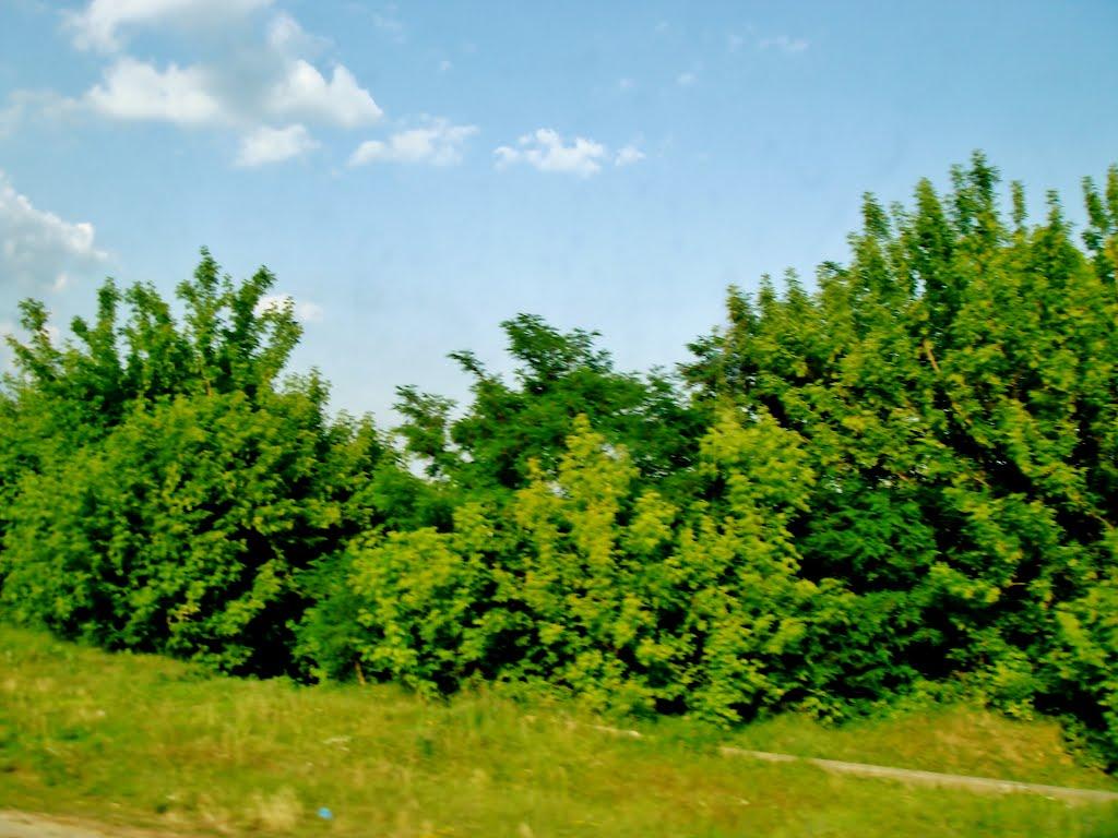 Неморож з panoramio.com - Nemorozh