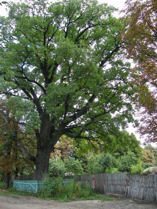 Седнів з panoramio.com - Седнев