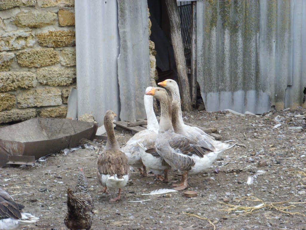 Картамиш з panoramio.com - Картамиш