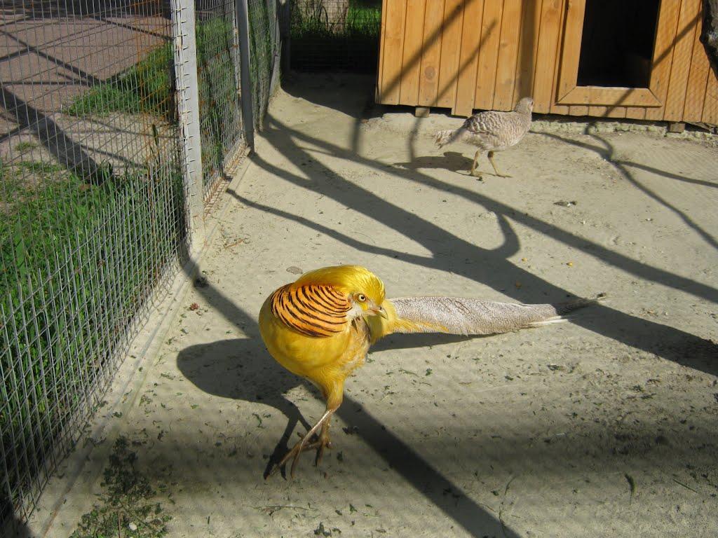 Модричі з panoramio.com - Модричі