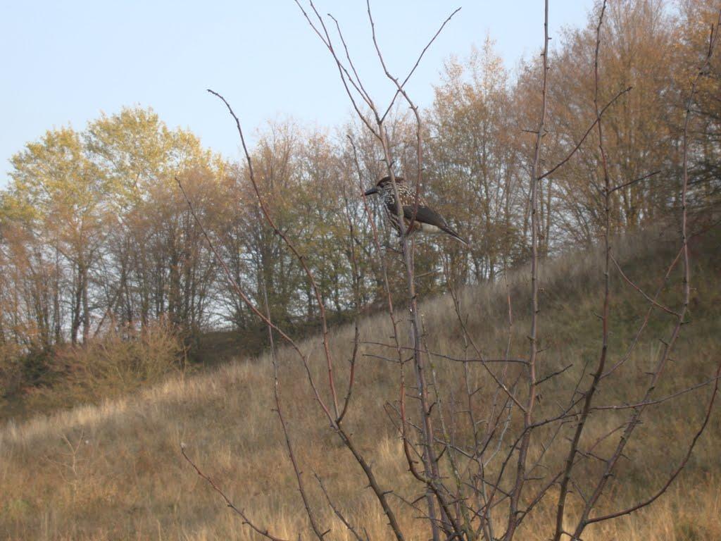 Северинівка з panoramio.com - Северинівка