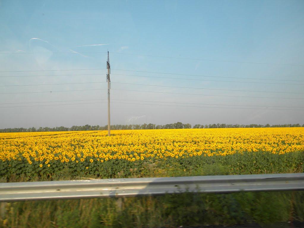 Голубівка з panoramio.com - Голубівка