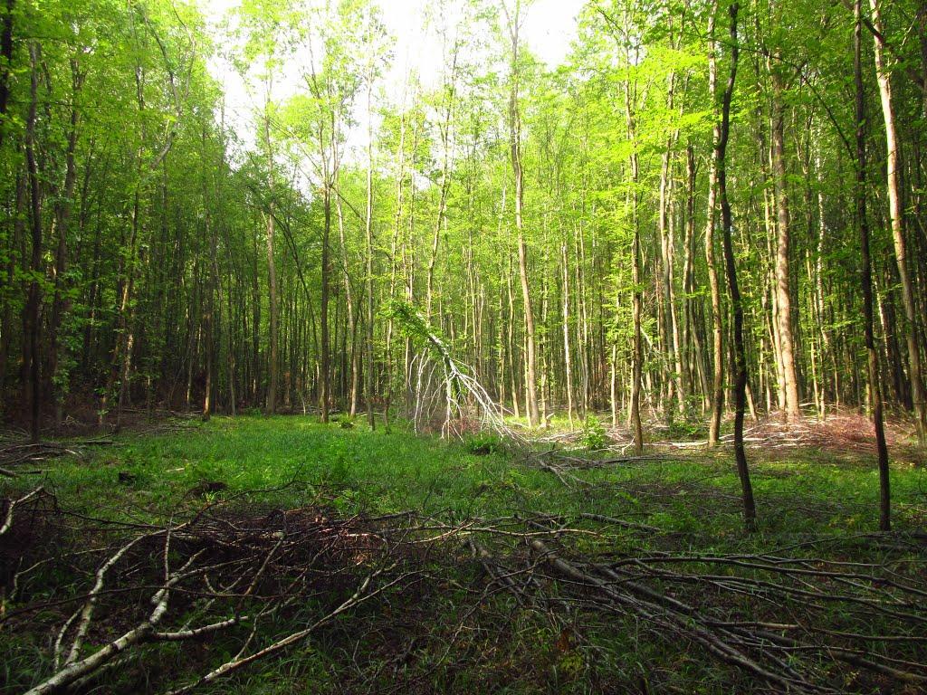Маркова з panoramio.com - Маркова