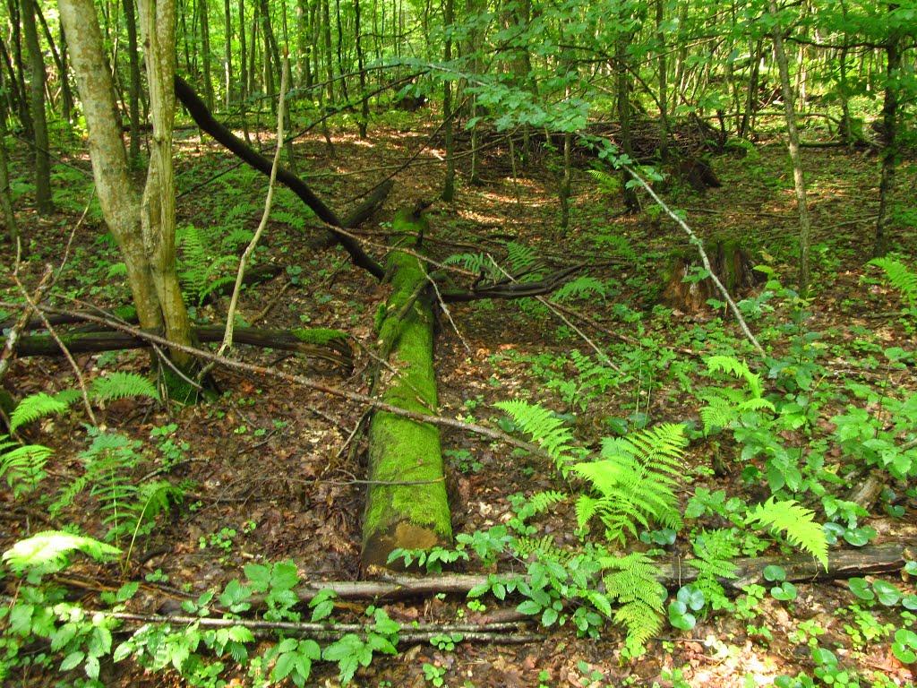 Маркова з panoramio.com - Маркова
