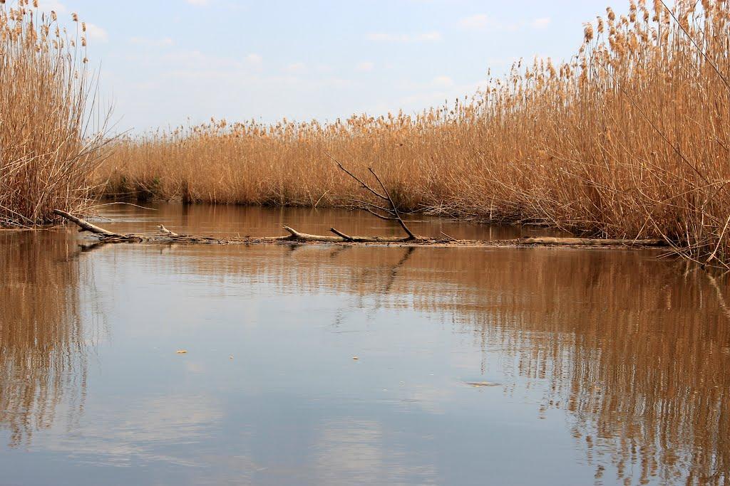 Канівське з panoramio.com - Каневское