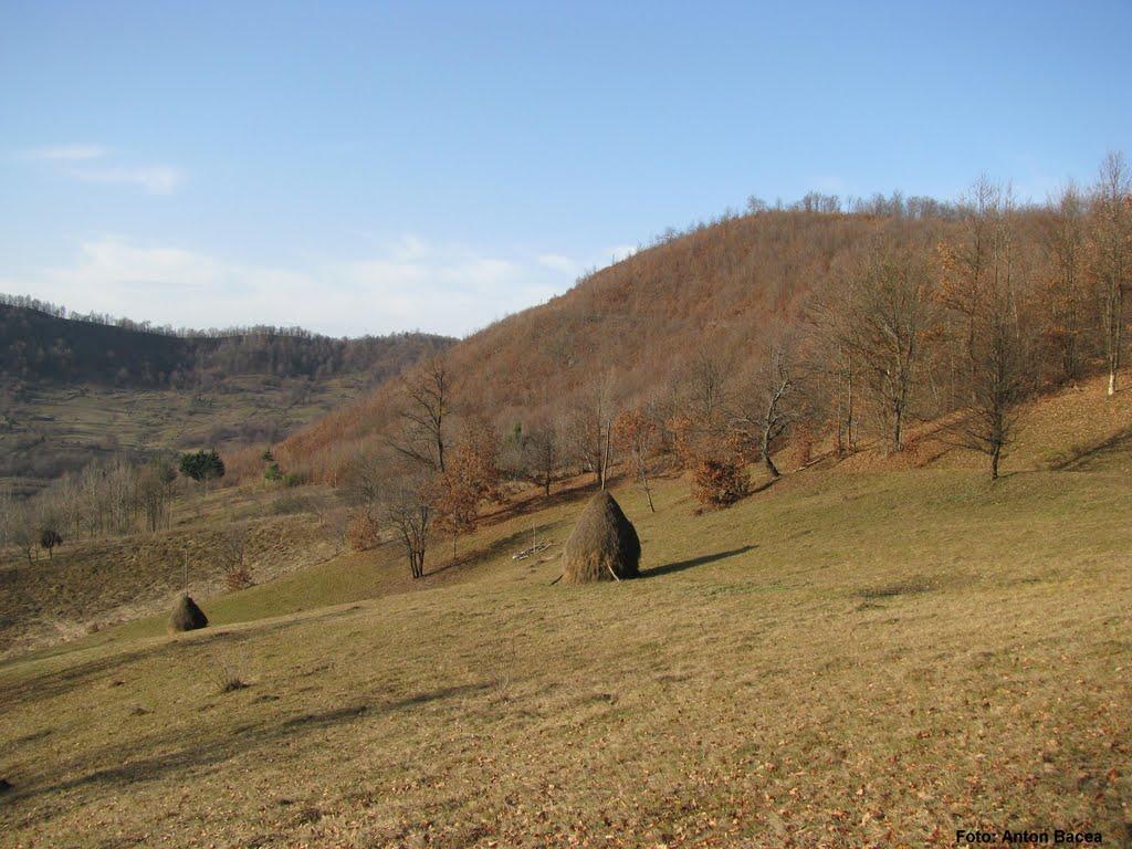 Великий Бичків з panoramio.com - Великий Бычков