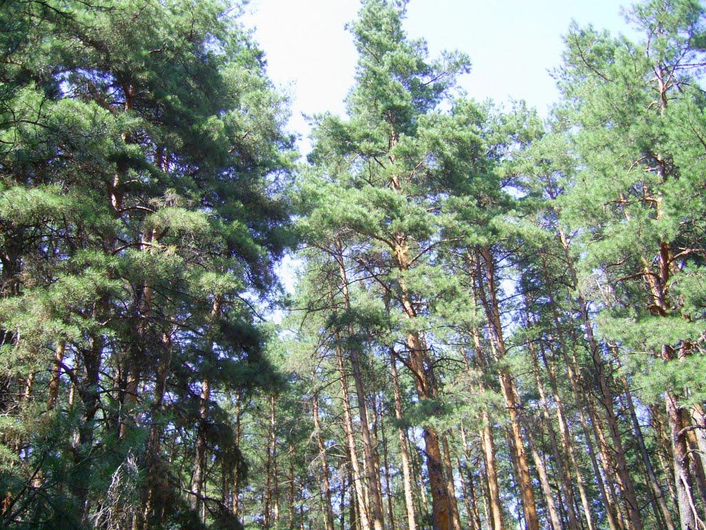 Бірки з panoramio.com - Борки