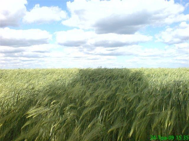 Бурячки з panoramio.com - Бурячки