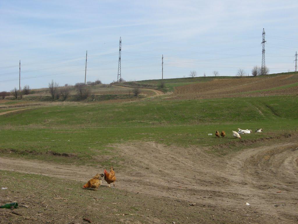 Шубранець з panoramio.com - Шубранець