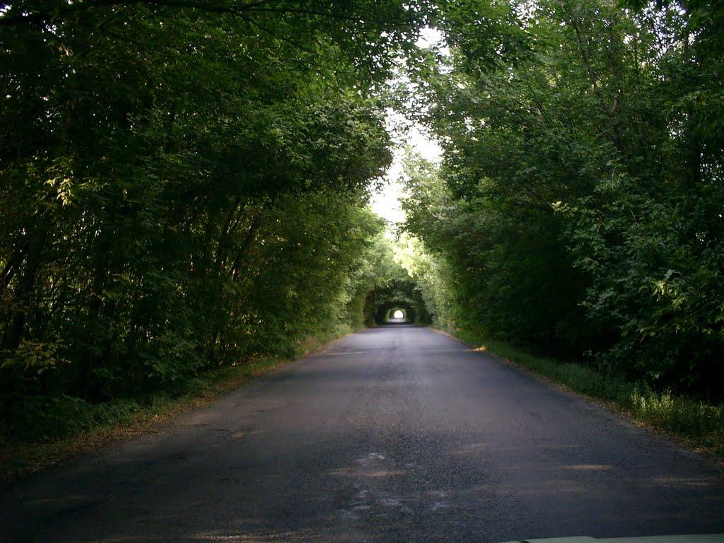 Пелагеївка з panoramio.com - Пелагеевка