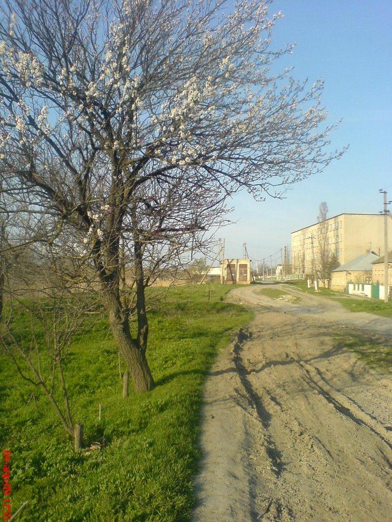 Суворове з panoramio.com - Суворово