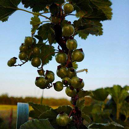 Мої Потаповичі - Потаповичи