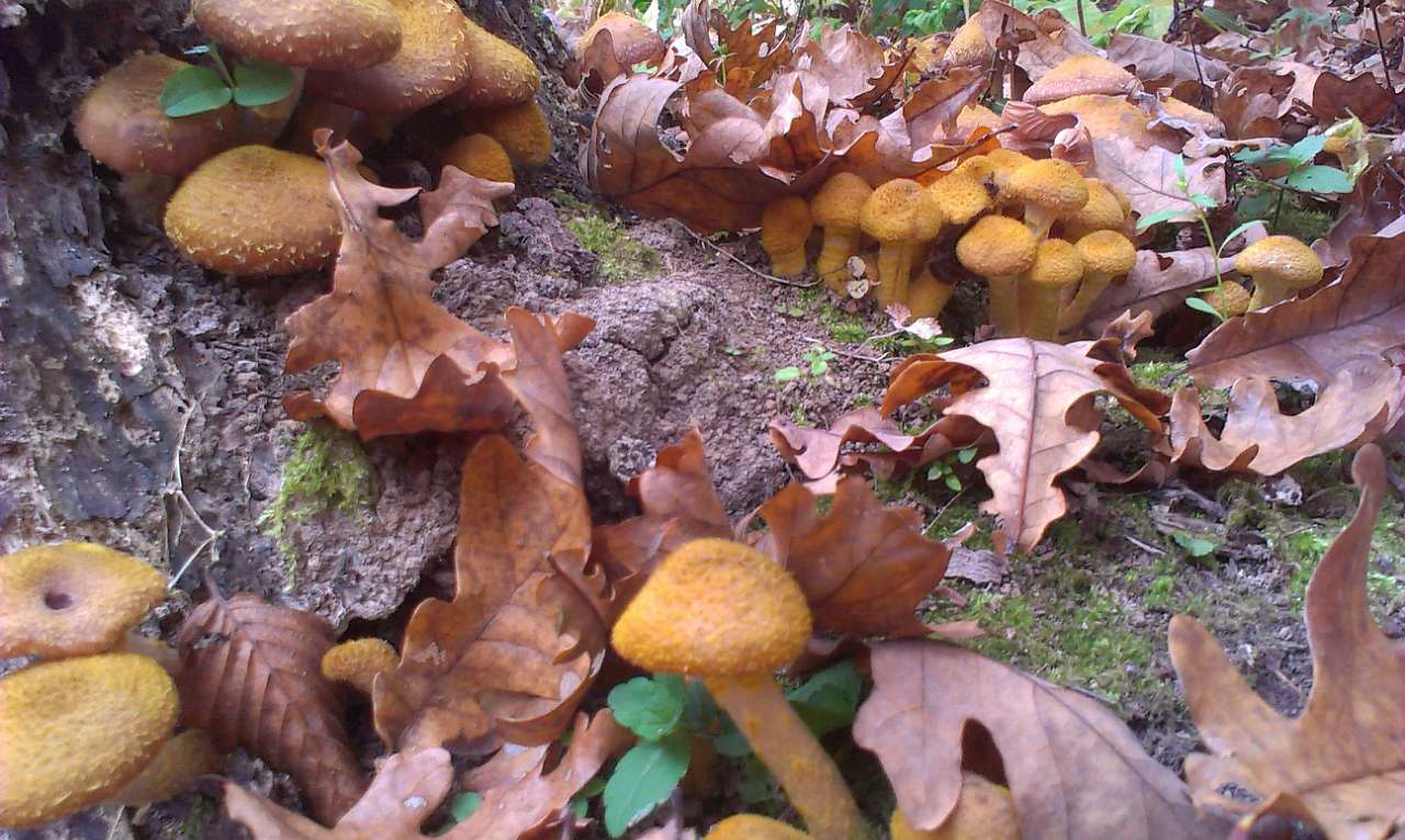 Природа - Стара Ушиця