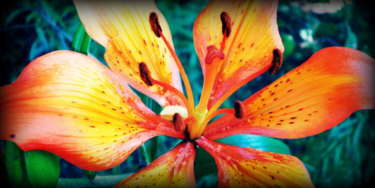 Наша Сидоровщина - Сидоровичі