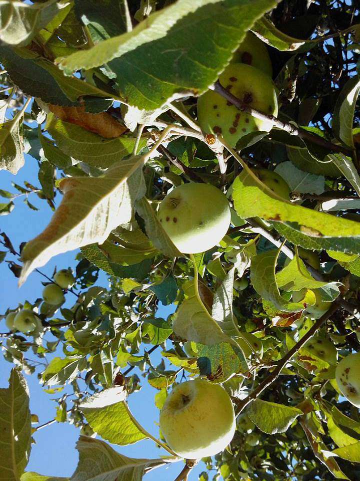 Мої Потаповичі - Потаповичи