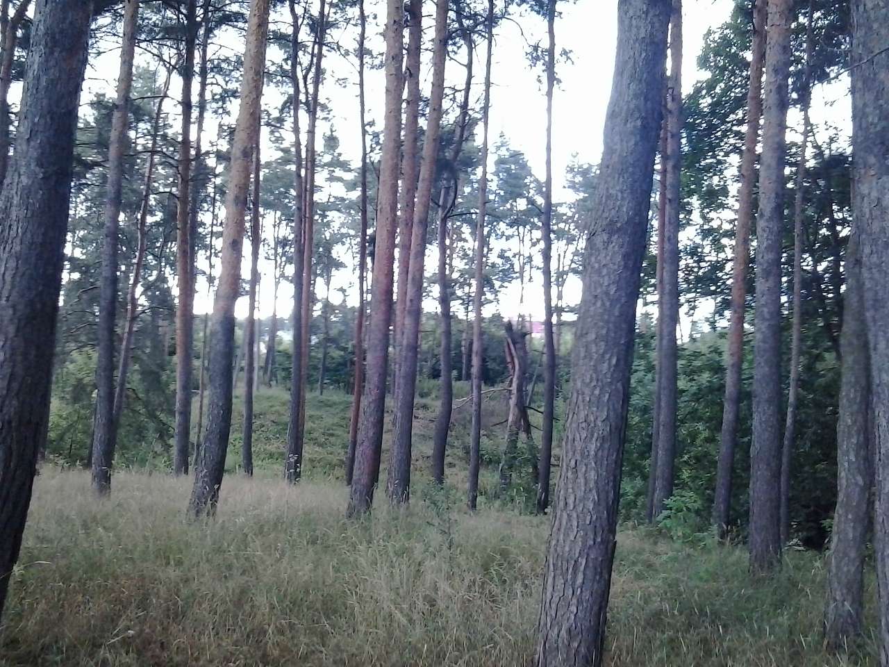 Тарасівка - Тарасівка