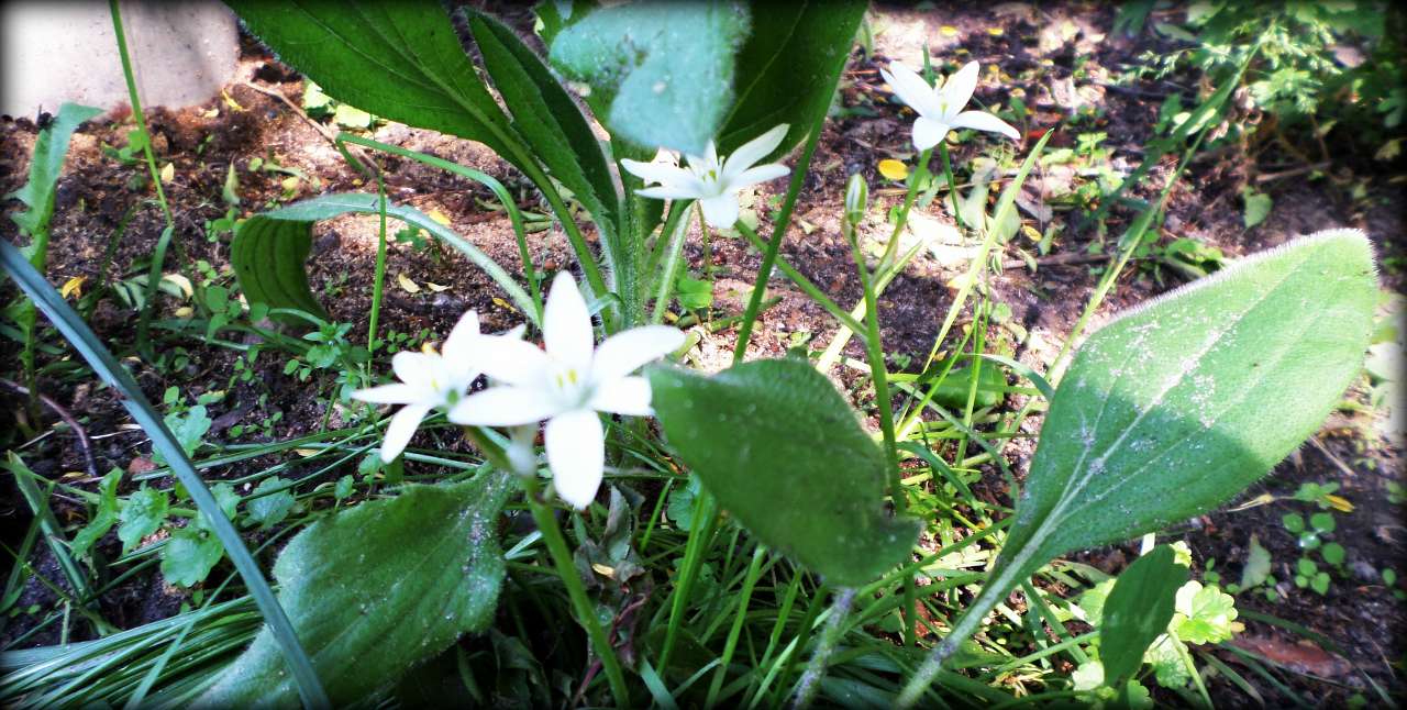 Наша Сидоровщина - Сидоровичі