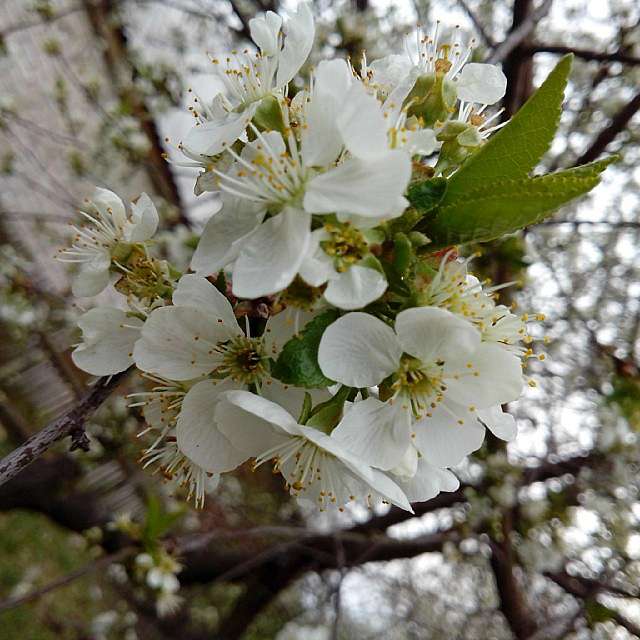 Мої Потаповичі - Потаповичи