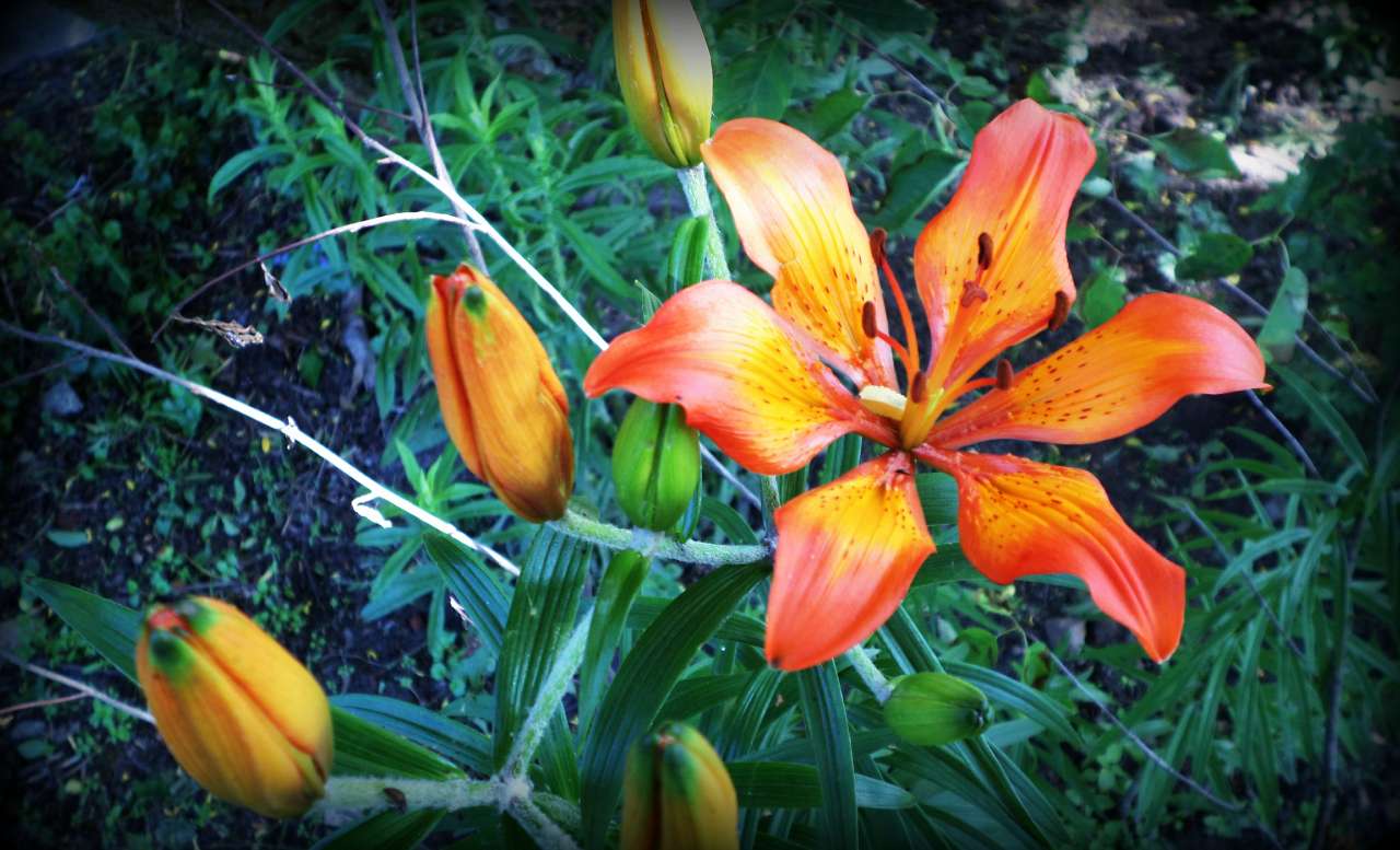 Наша Сидоровщина - Сидоровичі