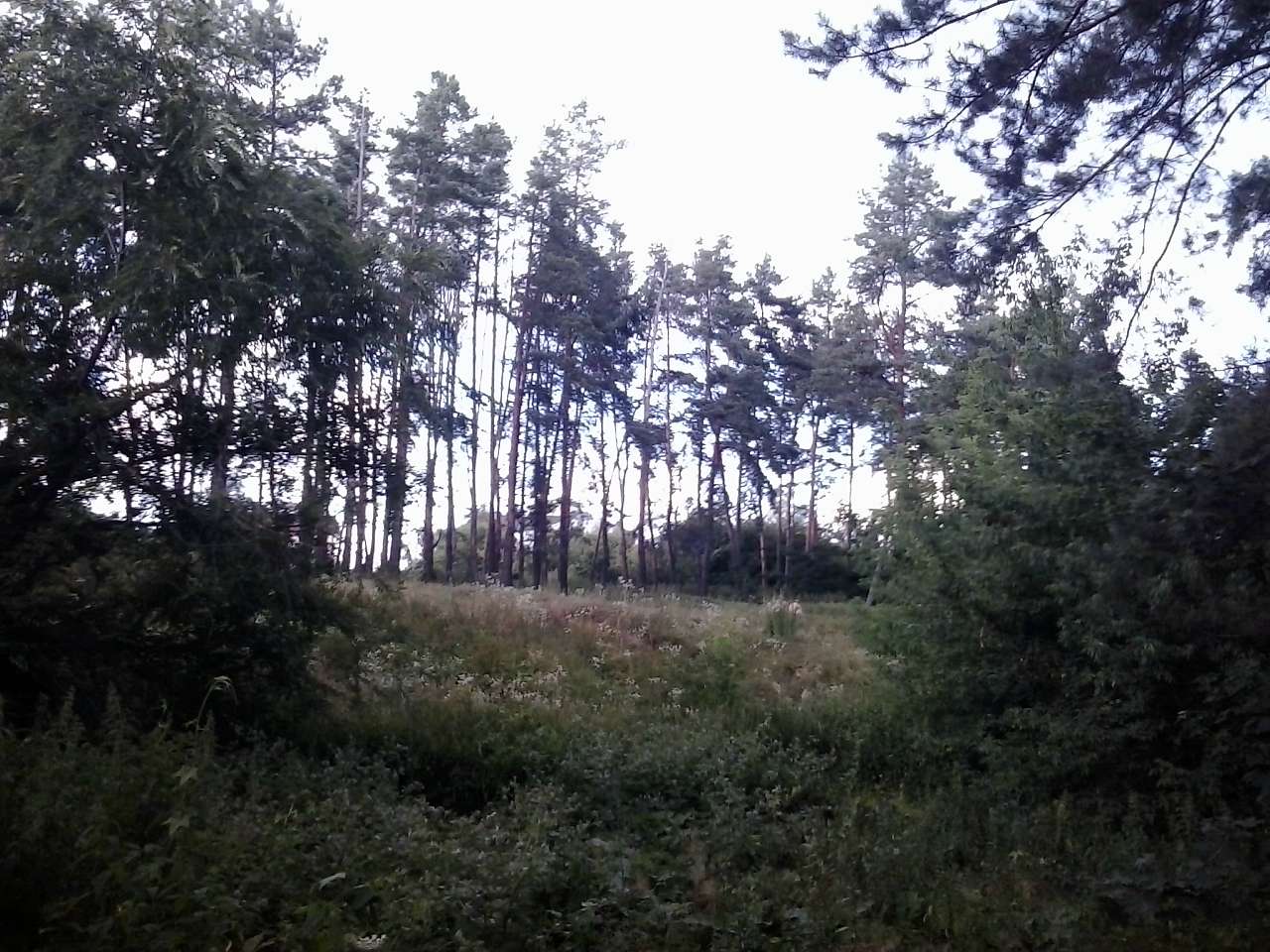 Тарасівка - Тарасівка