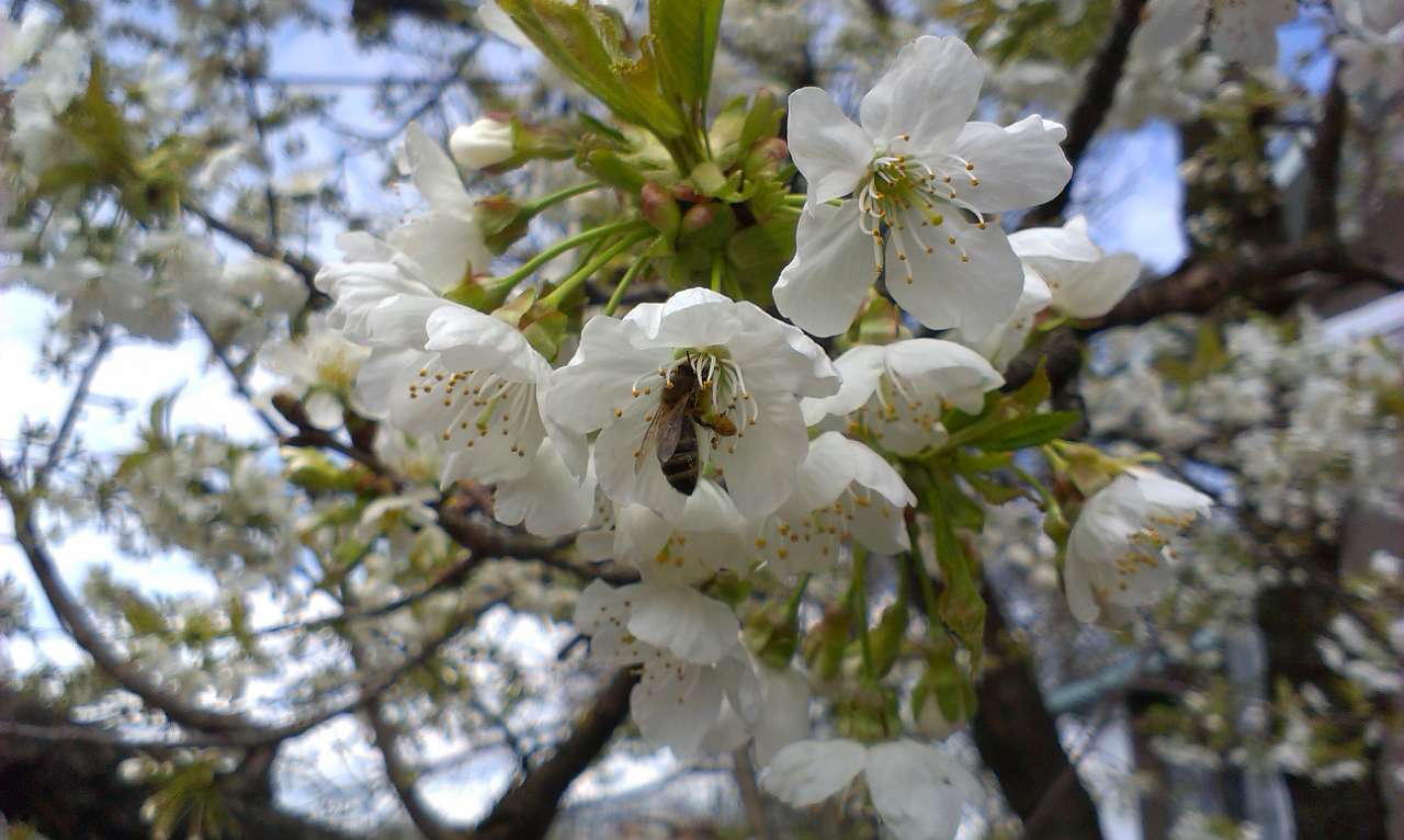 Природа - Стара Ушиця