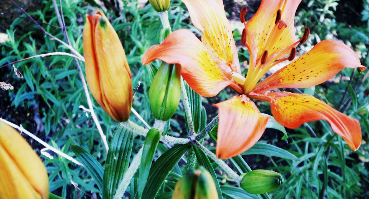 Наша Сидоровщина - Сидоровичі