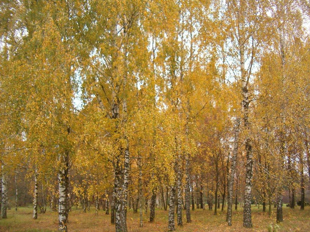 Березне з panoramio.com - Березное