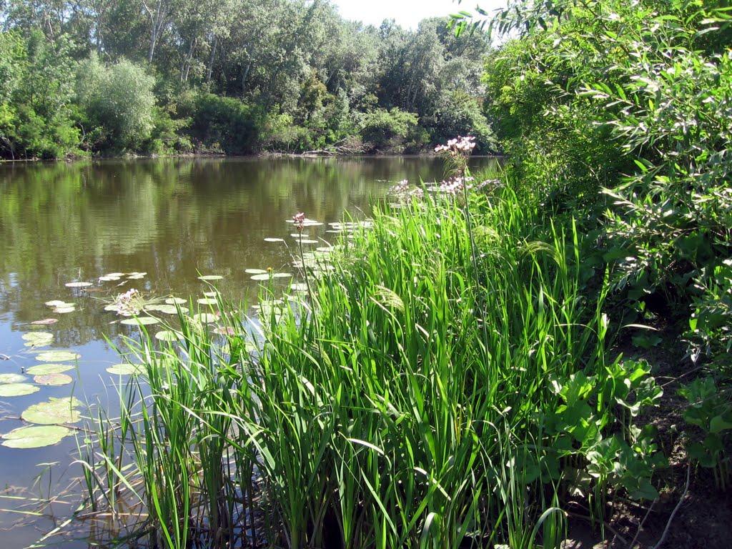 Федоренки з panoramio.com - Федоренки