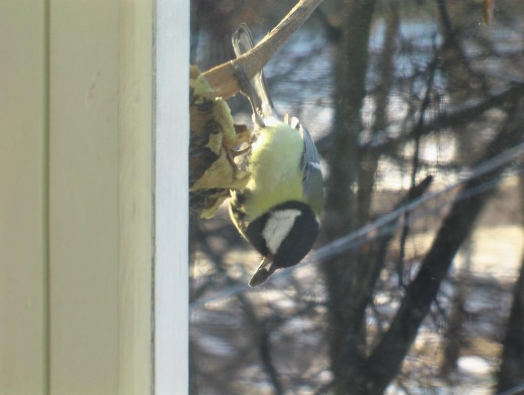 Озерне з panoramio.com - Озерное