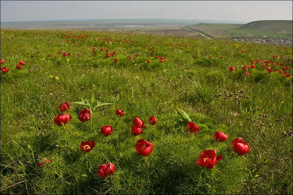Підгірне з panoramio.com - Підгірне