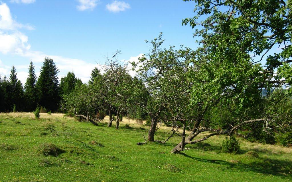 Вовче з panoramio.com - Волчье